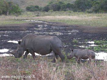 Rhino mother and baby