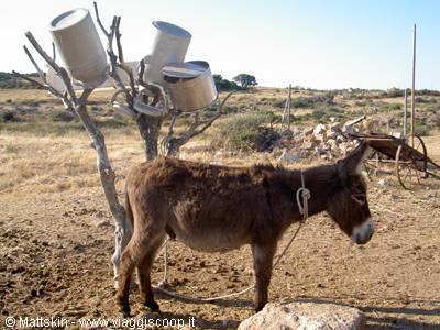 donkey sardu