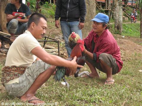Combattimento dei galli Toraja