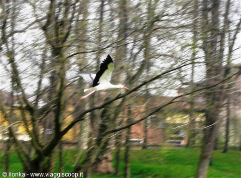 volo di cicogna nel parco