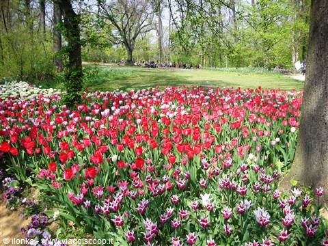 composizioni di tulipani