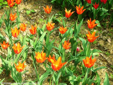 tulipani arancioni