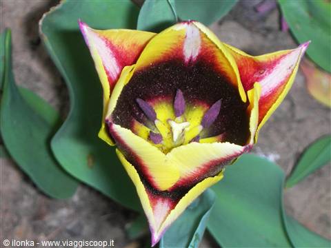 tulipano particolare