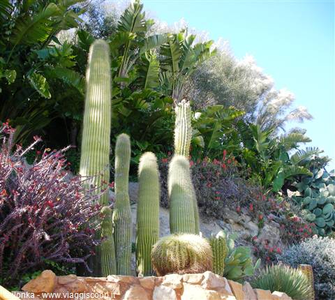 cactus nel giardino