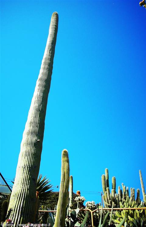 cactus piu alto
