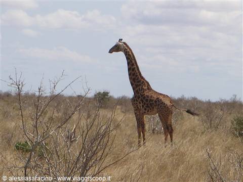 Giraffa - Parco Tsavo East
