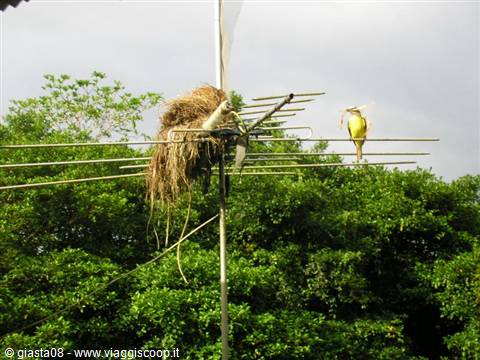 Antenna Tv con nido
