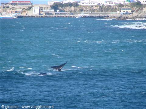 balene che giocano viste da casa nostra a Hermanus