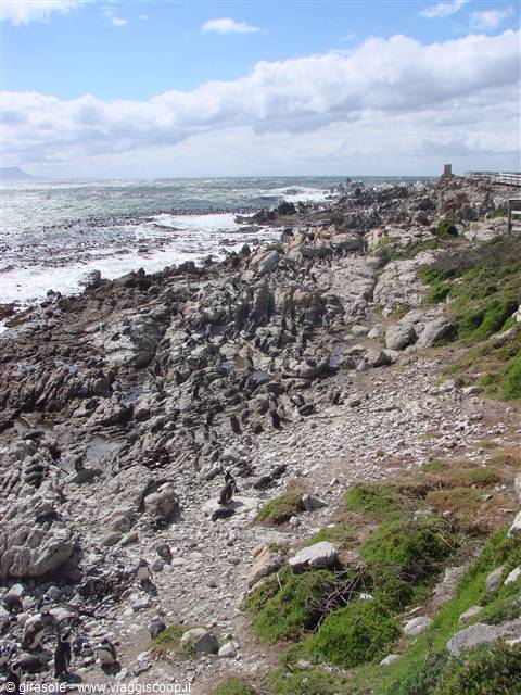 colonia di pinguini africani vicino a Stony Point