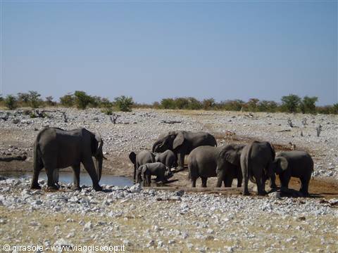 Elefanti alla pozza di Olifantsbad (Ethosa)