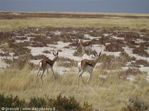 Springboks nel parco Ethosa