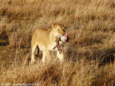 la leonessa fa colazione