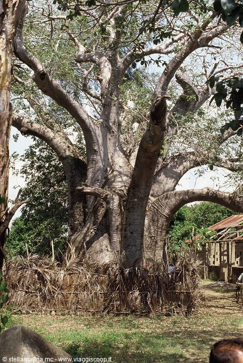 il grande baobab