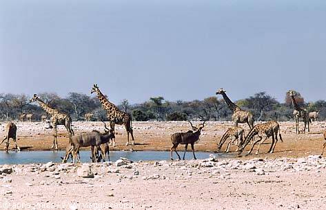 Giraffes, Kudus, etc. at Etosha National Park