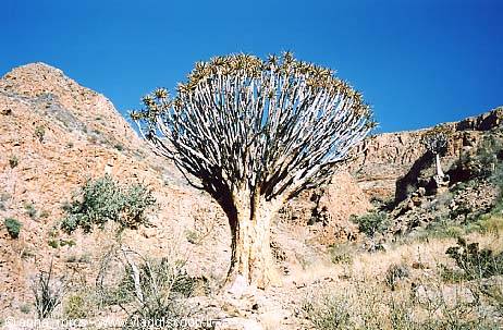 Quiver tree along Waterkloof Trail (Naukluft Mountain)