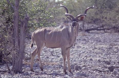 A kudu at Etosha National Park
