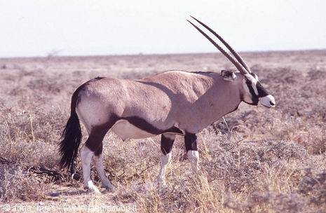 An orix at Etosha National Park