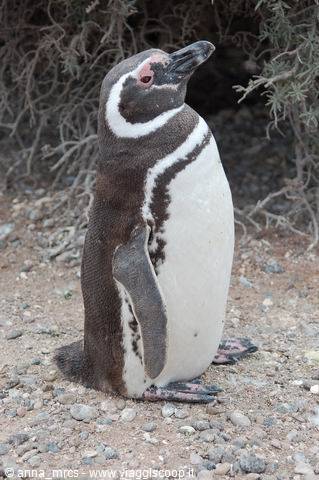 Pinguino di Magellano (Punta Tombo)