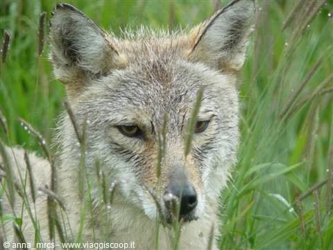 Coyote - Alaska Wildlife Conservation Centre