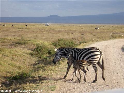 Masai Mara Zebra e zebretta...