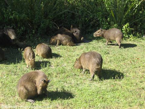 una famiglia di capibara