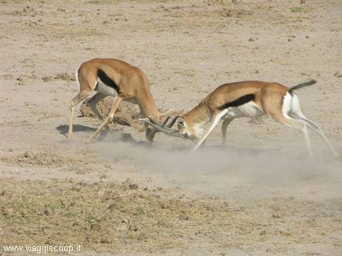 Gazelles fighting for territorial property