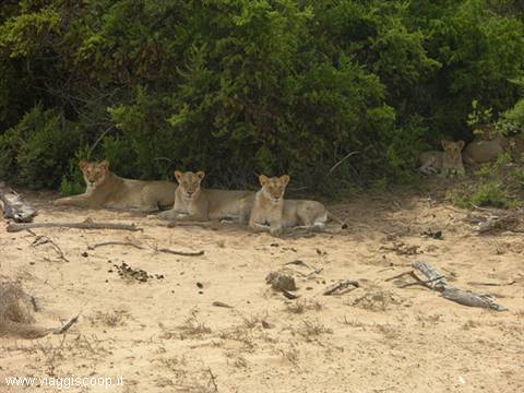 Tsavo West: Lions at rest