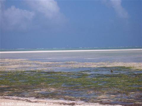 Kenya - Jacaranda bassa marea