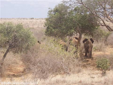 Safari Tzavo elefanti all'ombra!
