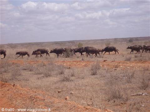 Safari bufali in corsa