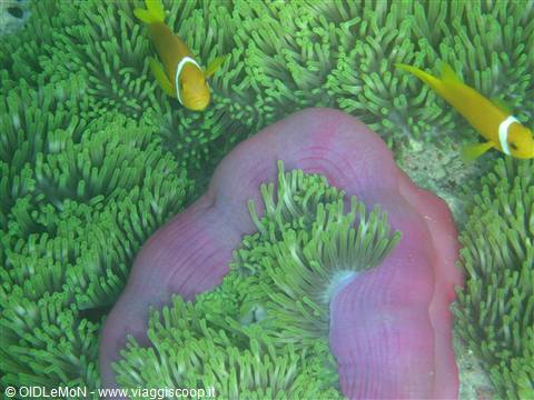 anemone con pesce pagliaccio