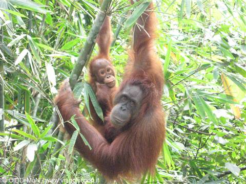 Mamma orango col piccolo
