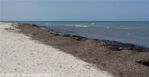 Djerba (alghe sulla spiaggia)