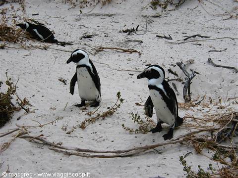 Boulders Beach, colonia di pinguini