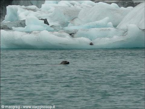 foche alla laguna glaciale di Jokulsarlòn
