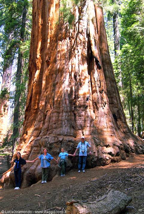 Sequoia N.P. - The President