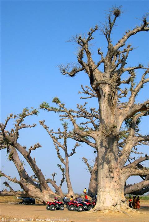 Saly - Baobab