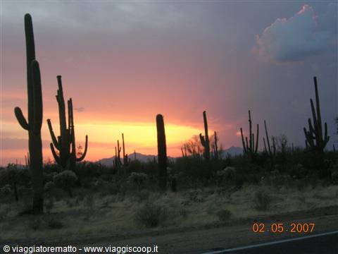 Saguaro NP - cactus al tramonto