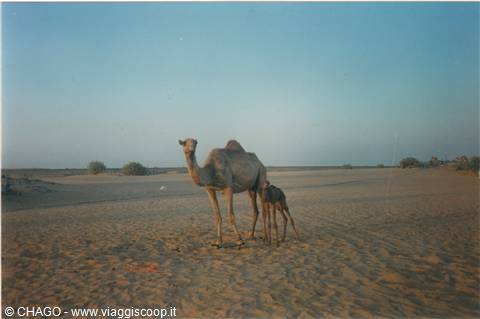 deserto di Al Ain