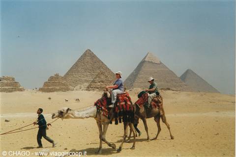 cammellata nel deserto di Giza