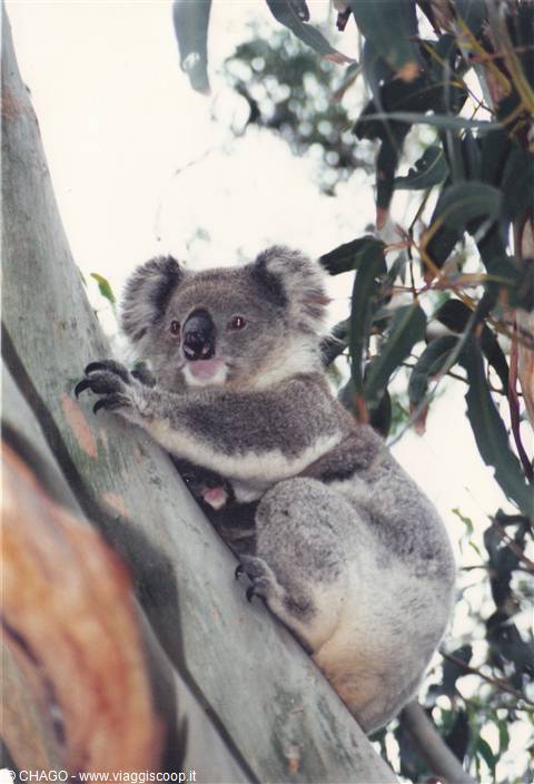 simpatico koala allo zoo di Sydney