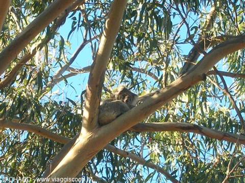 i koala di Kangaroo