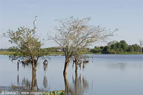 paesaggi del Pantanal
