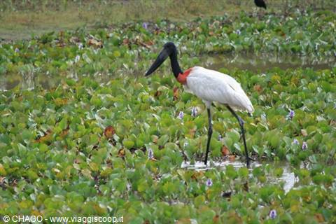 uccello jaribù simbolo del Pantanal