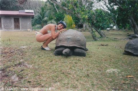 tartarughe giganti, altro simbolo delle Seychelles