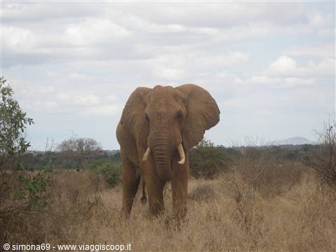 Tsavo Est - Elefante