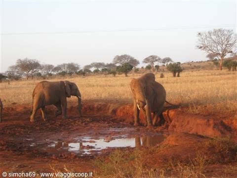 Tsavo Est - Elefanti alla pozza d'acqua