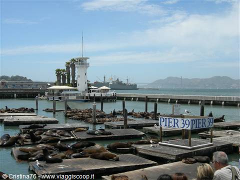 Leoni marini al Pier 39 - San Francisco