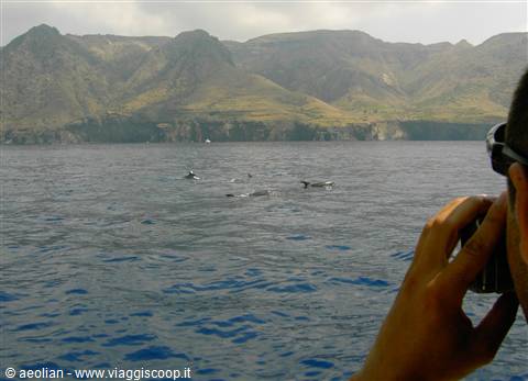 Avvistamento delfini alle Eolie con l'Aeolian Dolphin Research