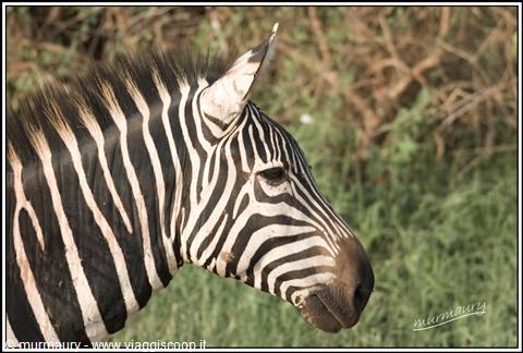 Tsavo Est - zebra